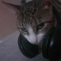 gato escuchando musica