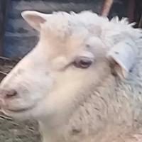 soy una oveja oziozi  (._.)🤙