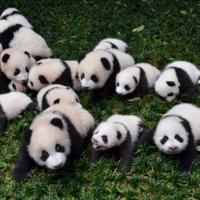 Pandafanforever