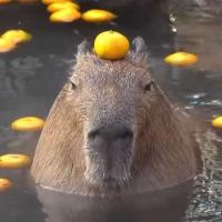 Capibara :)