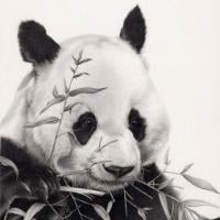 Panda Lector