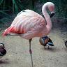 Фламинго не Обломинго