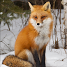 Fox Incognito