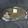 Butter Cat 5
