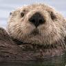 LouLoutre