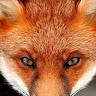 Fox droiD