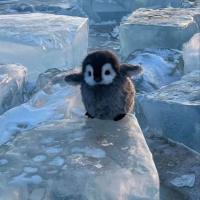 agente pingüino reportándose