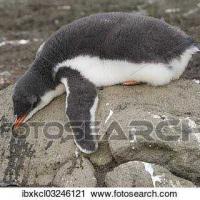 Pingüino 2k