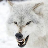 White Wolf72135