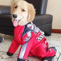 perro con uniforme de fórmula 1