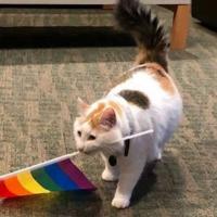 gatito con bandera LGBT 🛐🏳️‍🌈