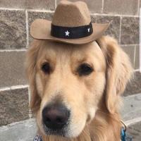 sheriff perrito
