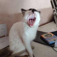 gato gritante