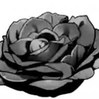 Black Roses Scan