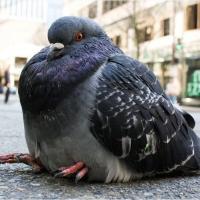 Weird Pigeon