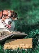 Identifying Common Pet Emergencies: Signs, Symptoms, And Immediate Actions For Perth Pet Owners
